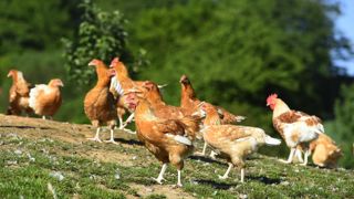 Les poulets blancs représentent 37 % des labellisations. © Philippe Montigny/Filimages Les poulets blancs représentent 37 % des labellisations. © Philippe Montigny/Filimages